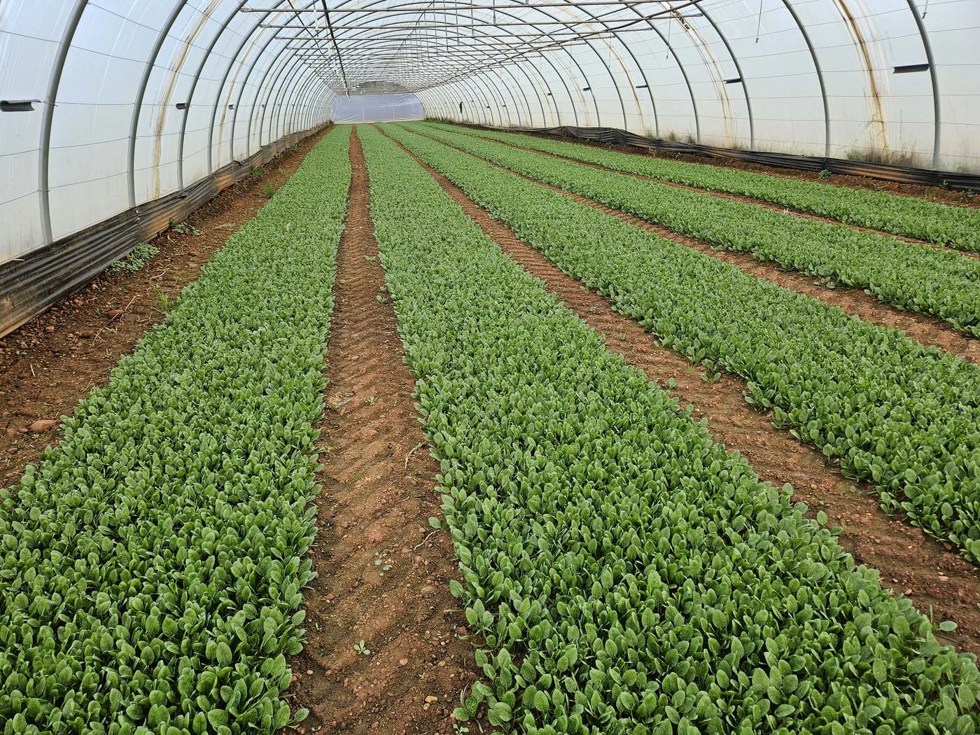 Planches d'épinards biologiques sous serre au Mas de Plisset, Saint-Gilles
