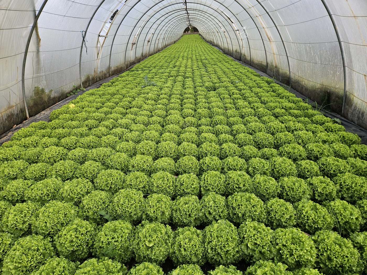 Serre de salades biologiques du Mas de Plisset à Saint-Gilles, dans le Gard
