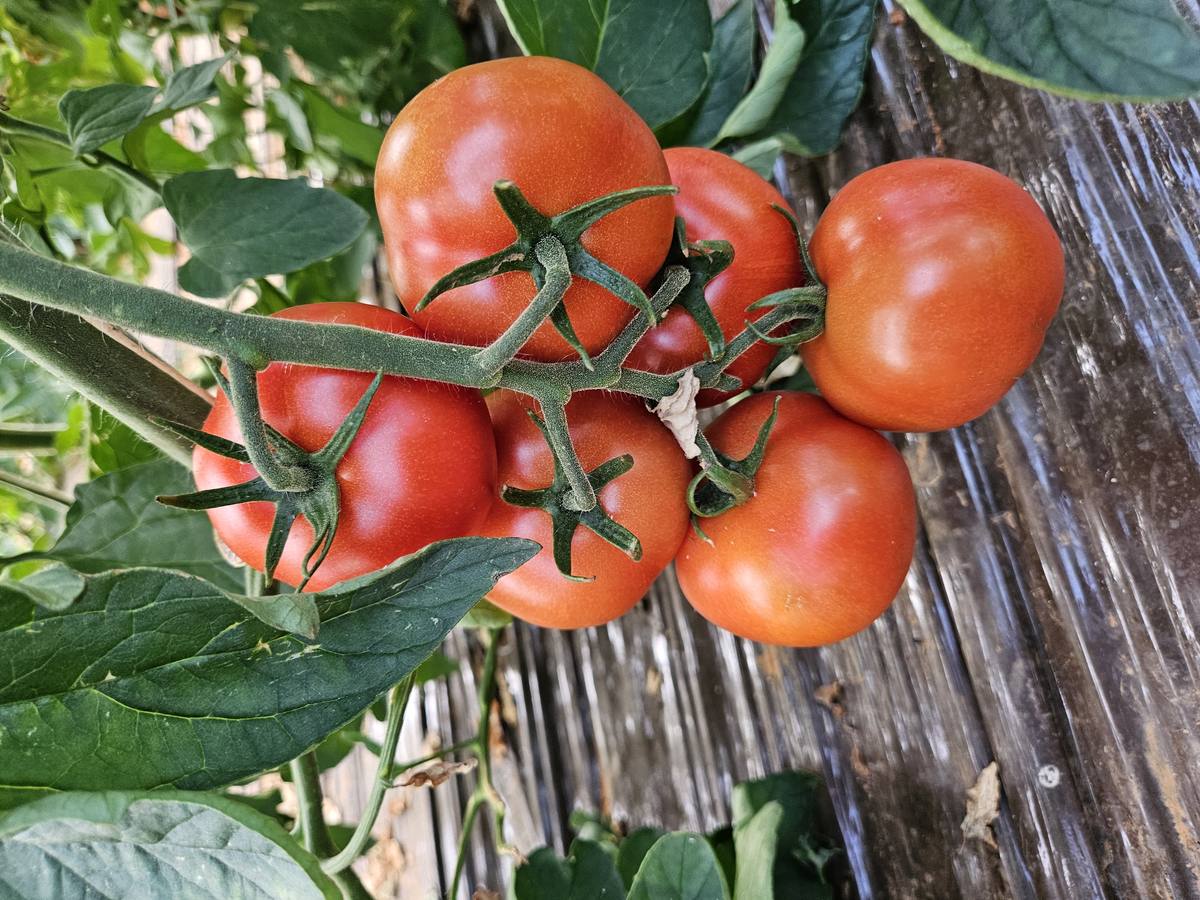 Grappe de tomates biologiques mûres sur pied, cultivées à Saint-Gilles dans le Gard
